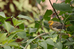 young oriole.jpg